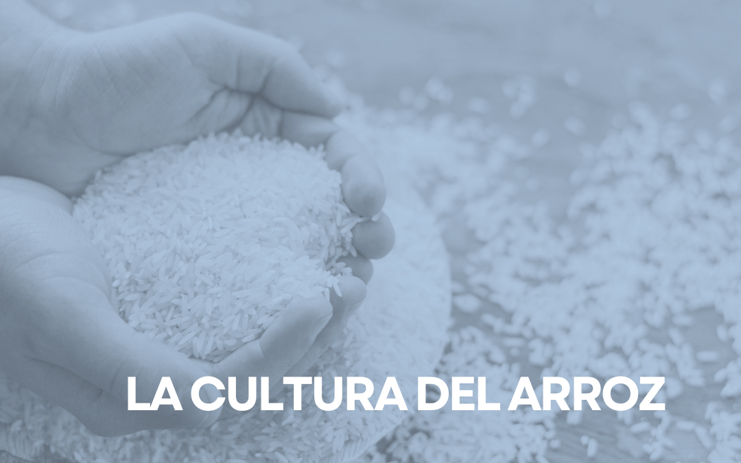 La cultura del arroz